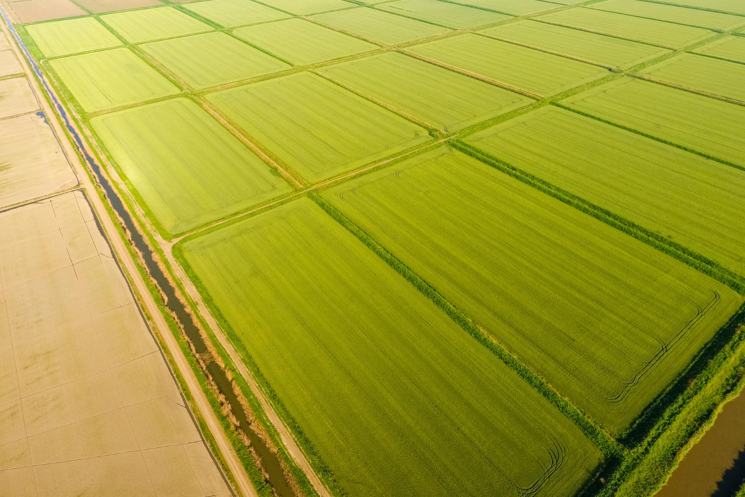 A ganância do agro está matando o cerrado